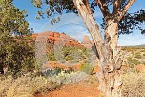 Large red rock outcrop outside Sedona view beyond gnarly tree