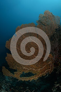 Large Red Sea Fan in Maldives