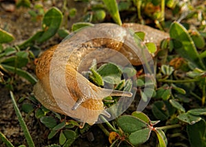 Large Red Slug  Arion rufus  attack leaf of a flowers