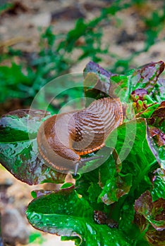 Large red slug or arion rufus eating salad leaves