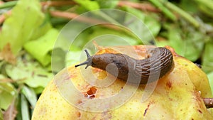 Large red slug crawling over a pear