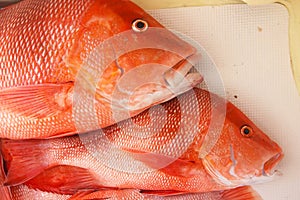 Large red snapper on the floor of the boat