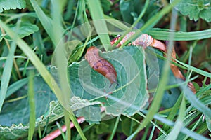 A large red Spanish slug crawls on the grass. Close-up