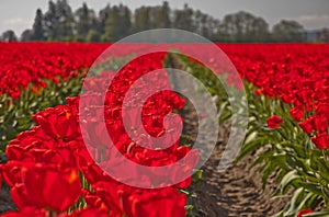 Large Red Springtime Tulip Field of Flowers