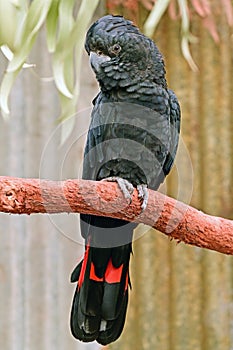 Large Red tailed black cockatoo