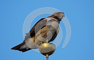 A Large Red Tailed Hawk