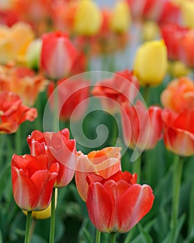 Large red tulips
