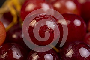 large red wet grapes in drops of water