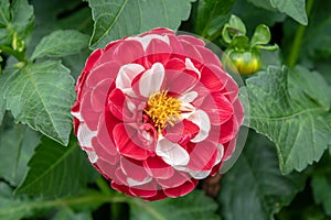 Large red and white Dahlia flower