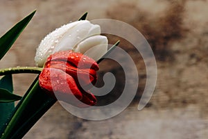 Large red and white tulips in drops of water on a background of brown parchment