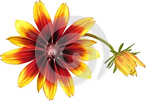 Large red and yellow flower isolated on white