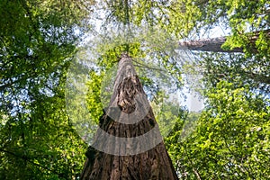 Large Redwood Tree, Pescadero Creek County Park, San Francisco bay area, California