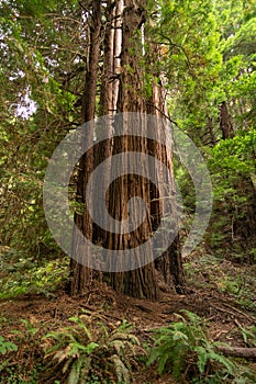 Large Redwood Trees in California