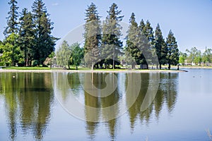 Large redwood trees reflected in the calm water of Lake Ellis, Marysville, California
