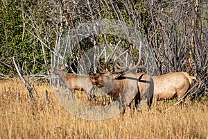 Large Regal Bull Elk Bugling Beside His Herd of Cows