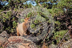 Large Regal Bull Elk Bugling on a Rock Ledge in Colorado