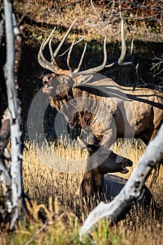 Large Regal Bull Elk Bugling in the Trees