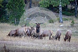 Large Regal Bull Elk Standing Beside His Herd of Cows