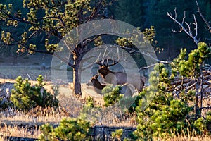 Large Regal Bull Elk Standing Beside His Herd of Cows