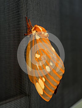 Large Regal Moth or Citheronia Regalis landed on the window screen