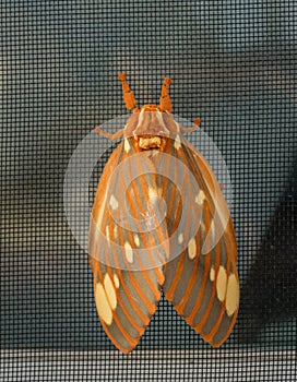 Large Regal Moth or Citheronia Regalis landed on the window screen