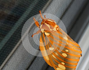 Large Regal Moth or Citheronia Regalis landed on the window screen