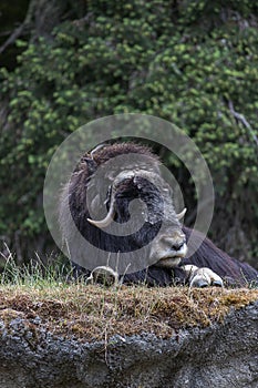 Large resting musk ox survaying its surroundings and laying on top of a hill