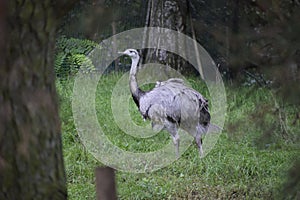 Large rhea bird close up in grass