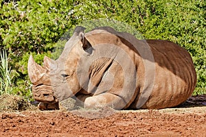 Large rhino resting in the sun