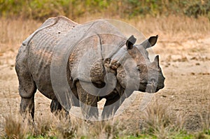 Large rhinoceros