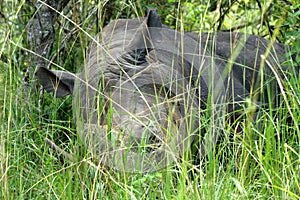 Large Rhinoceros Laying in the Grass