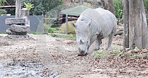 Large rhinoceros walks in the enclosure of a zoo in Italy