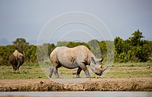 Large rhinoceros walks left