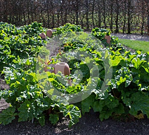 A Large Rhubarb Plot with Clay Forcers