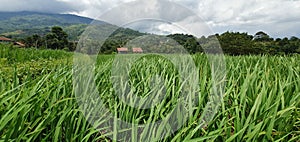 Large ricefield at the mountains and rural