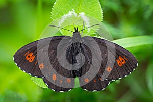 A large ringlet butterfly resting on a plant