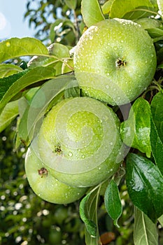 Large ripe apples clusters hanging heap on a tree branch in an intense apple orchard