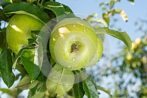 Large ripe apples clusters hanging heap on a tree branch in an intense apple orchard