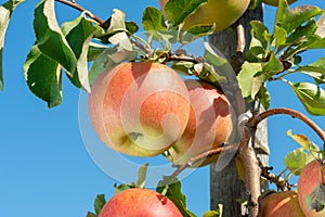 Large ripe apples clusters hanging heap on a tree branch in an intense apple orchard