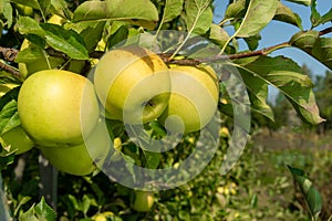 Large ripe apples clusters hanging heap on a tree branch in an intense apple orchard