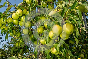 Large ripe apples clusters hanging heap on a tree branch in an intense apple orchard