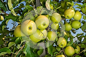Large ripe apples clusters hanging heap on a tree branch in an intense apple orchard