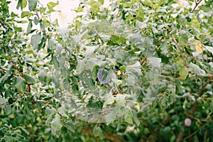 A large ripe blue plum on a foliage tree branch.