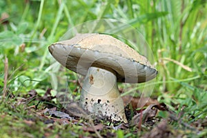 A large ripe edible mushroom Gyroporus cyanescens grows in the forest. Also known as Bluing bolete, Cornflower bolete.