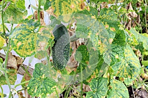 A large ripe green cucumber growing in the greenhouse among the foliage