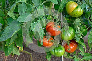 Large ripe and juicy beefsteak tomatoes in the home garden .