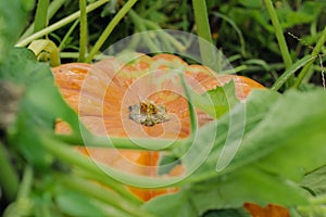 A large ripe orange gourd lies in a field among the foliage.