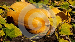 A large ripe orange pumpkin on the ground, in a bed among the leaves. harvesting vegetables