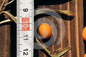 large ripe orange sea buckthorn berry near ruler showing its size on wooden surface. Selective fiocus