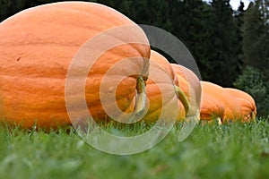 A large ripe pumpkin on green grass. A stack of pumpkins in a row